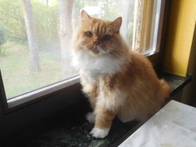 Britisch Langhaarkastraten mit STB