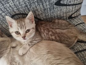 Britisch Kurzhaar Kitten Bkh