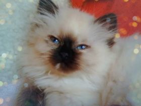 Kitten red point und tortie point, 3 Monate, suchen ihre Menschen