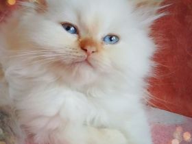 Kitten red point und tortie point, 3 Monate, suchen ihre Menschen