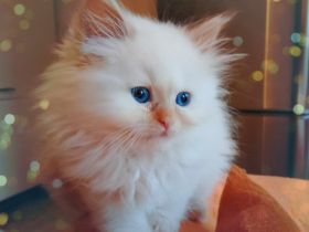 Kitten red point und tortie point, 3 Monate, suchen ihre Menschen