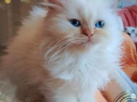 Kitten red point und tortie point, 3 Monate, suchen ihre Menschen