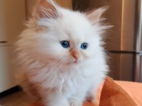 Kitten red point und tortie point 3 Monate alt suchen ihre Menschen