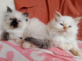 Kitten red point und tortie point, 3 Monate, suchen ihre Menschen