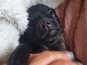 Chihuahua Hündin 1 Jahr komplett schwarz