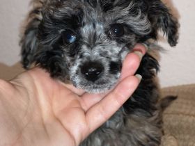 Toy Pudel Hündin in blue merle