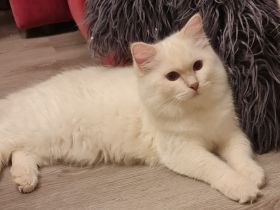 Junge Ragdoll/Cherubim ab 5 Monate abzugeben....