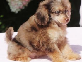 Einzigartiger Zwergpudel in schoko merle tan