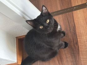 Maincoon Ragdoll Mix & Britisch kurzhaar