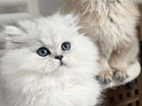 Wunderschöne Chinchilla Perser Kitten