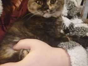 Reinrassige BKH Kitten