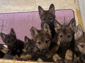 Außergewöhnliche Schäferhund-Welpen mit Wolfsgen abzugeben