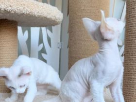 Süße Devon Rex Schneebälle