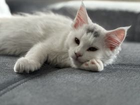 XXL Maine Coon Katze