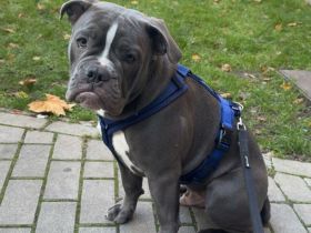 Old Englisch Bulldogge