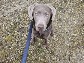 Labrador 8 Monate jung