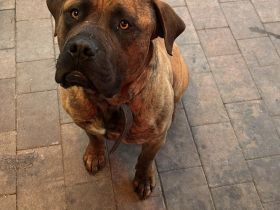 Bordeauxdogge Presa Canario Rüde