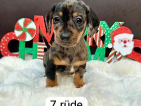 Zwergdackel /Dackelwelpen