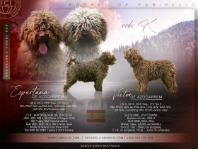 Spanischer Wasserhund - Perro de Agua Español