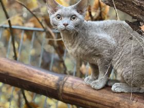 Cattery vom Wandlitzsee