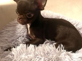 Wunderschöner Schoko Prinz sucht liebevolle Familie!