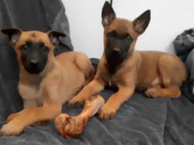 Malinois Welpen Belgischer Schäferhund
