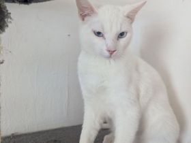 Snee weiss Katerchen