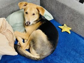 Verschmuster Bruno sucht ein Zuhause