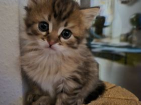 Maine Coon Mischlinge