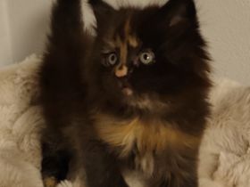 Maine-Coon Kitten(patty foot/XXL) suchen ein Zuhause