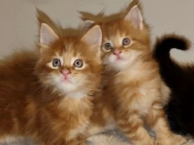 Maine-Coon Kitten(patty foot/XXL) suchen ein Zuhause