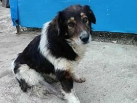 Bist du der richtige Mensch für den wunderbaren Diesel?