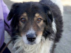 Bist du der richtige Mensch für den wunderbaren Diesel?