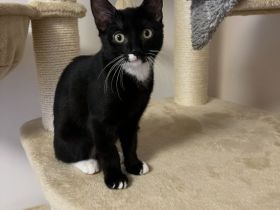 (EKH) Herzenskatze (3 Monate) sucht liebevolles Für-immer-Zuhause 🐾