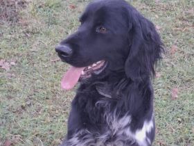 Großer Münsterländer Rüde