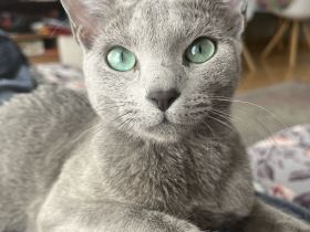 Russisch blau Kitten werden voller Vorfreude erwartet!