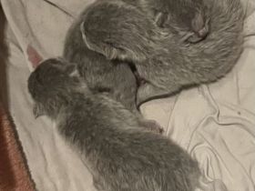 Unsere süßen Russisch Blau Fellmäuse sind da :-)