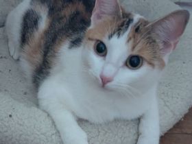 Liebe 1 - jährige Hauskatze sucht ein schönes neues Zuhause