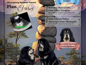 Do Khyi Welpen, wir erwarten Nachwuchs im Januar 2026