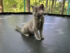 Kater Benji 9 Monate Jung