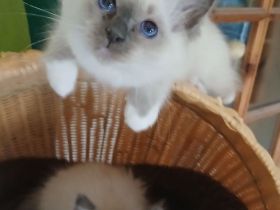 Reinrassige Heilige Birma Kitten Katerchen Pärchen, blue tabby point, 12 Wochen alt,