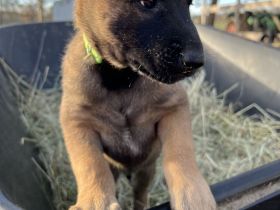 Malinois X-Herder
