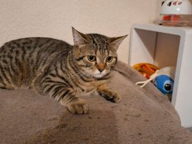 Seltenene bkh golden black tabby