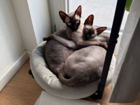 Sphinx Geschwister zu verkaufen