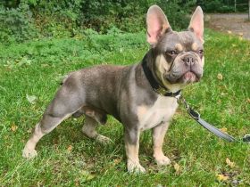 Französische Bulldogge. Deckrüde Bulldog.