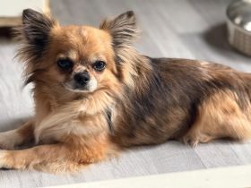 Chihuahua Rüde (red Merle) mit Papieren abzugeben