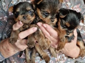 Yorkshire Terrier vom House of Independent