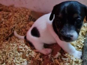 Jack russel welpen