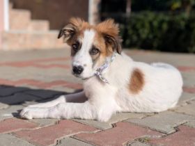 Herzenshund Taloo sucht seine Menschen