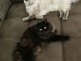 Perser Katzen Pärchen